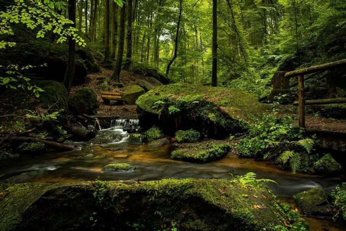 Mossy rocks and stream in a forest
