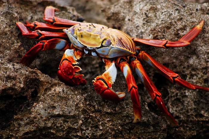 Sally Lightfoot Crab on Galapagos Rocks
