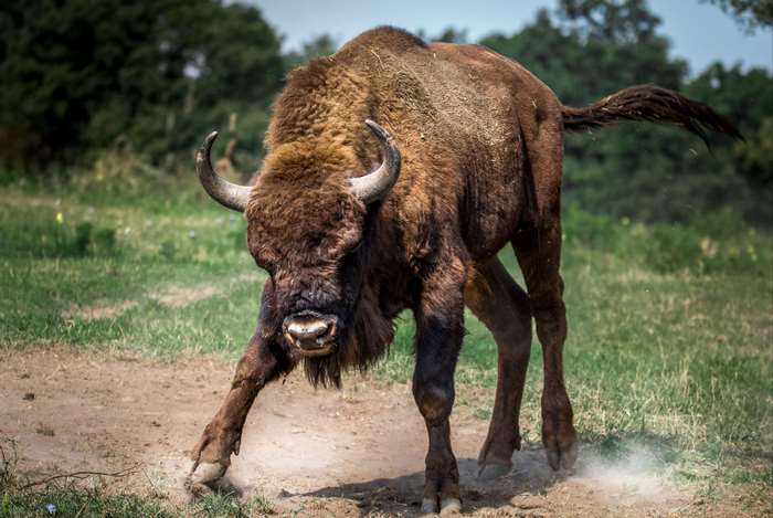 European Bison charging in a field