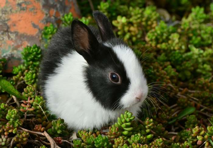 Cute black and white bunny rabbit in greenery