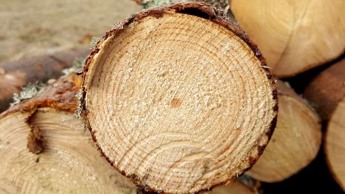 Close-up of sawn logs in a pile