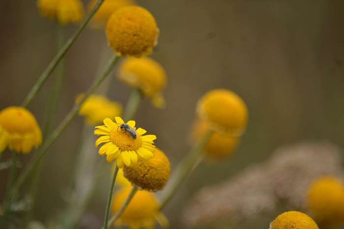 Yellow flowers with a bee