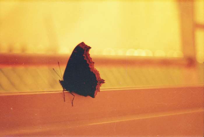 A damaged black butterfly on a ledge