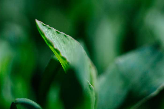 Macro photography of a green leaf
