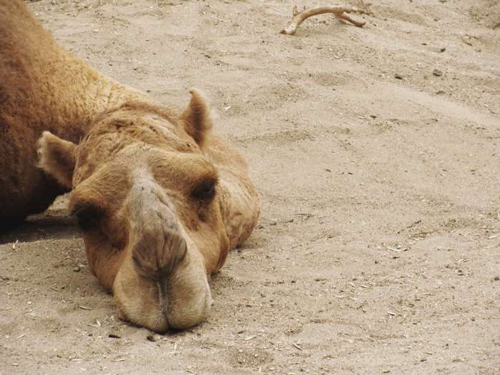 Camel lying on sand