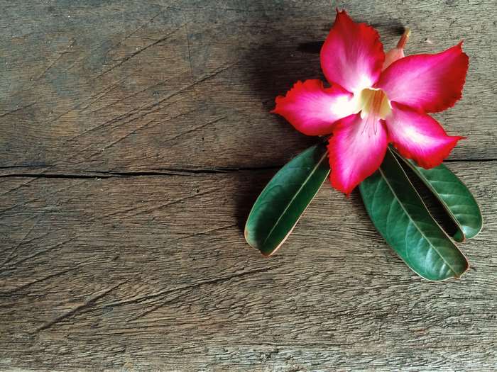 Desert rose flower with leaves on wooden surface