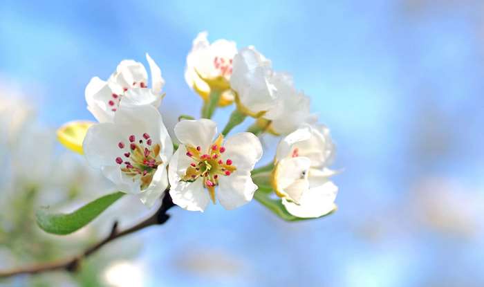 White apple blossoms on a branch against a blue sky