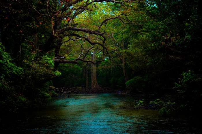 Beautiful Dark Forest River Nature Scene 4K