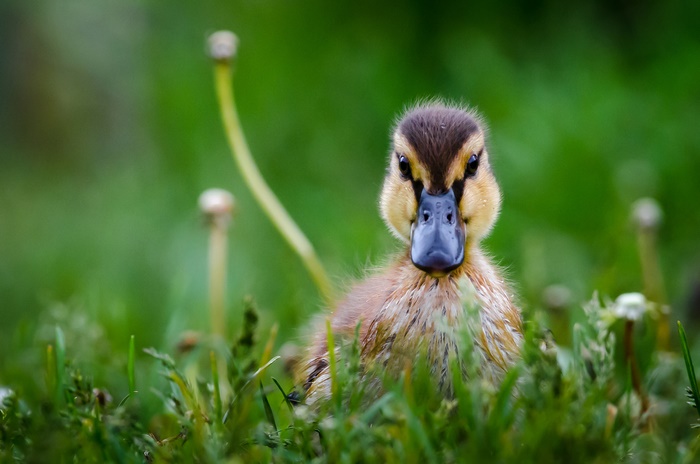Baby duckling in green grass