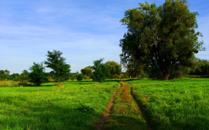 A dirt path winds through a grassy field with trees