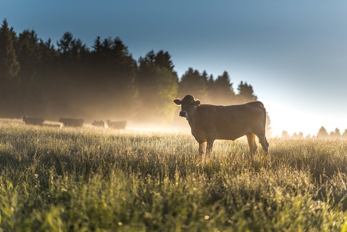Cow standing in a misty field at sunrise