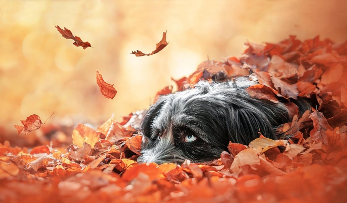 Dog lying in autumn leaves