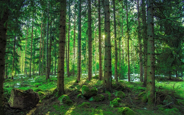 Sunlight filtering through a dense forest with mossy rocks