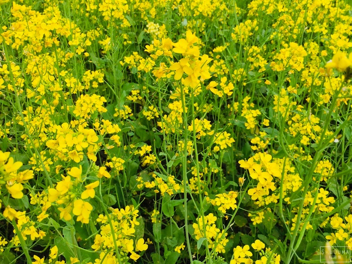 Mustard plants with yellow flowers
