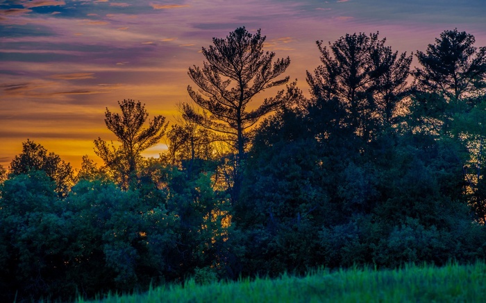 Silhouette of trees against a colorful sunset sky