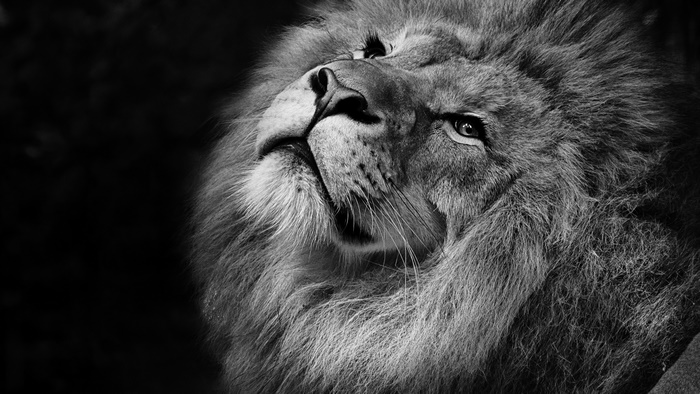 Black and White Close-up of a Lion