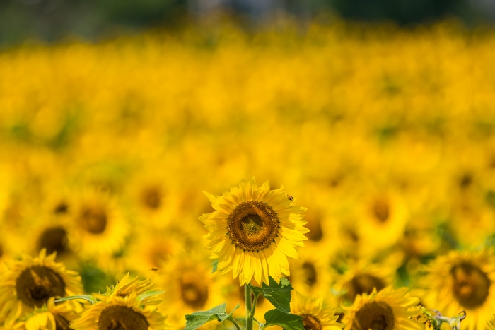 Field of Sunflowers with a Bee