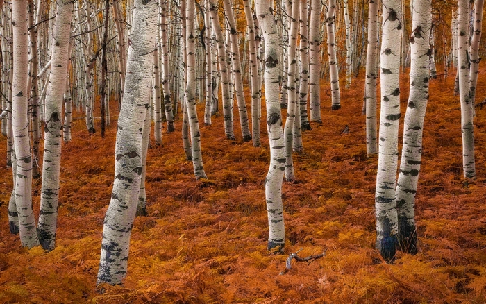 Birch forest floor covered in autumn leaves