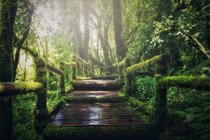 Moss-covered boardwalk through a misty forest