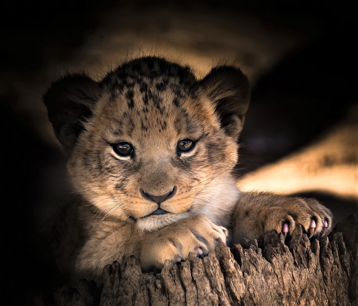 Lion cub resting on a log