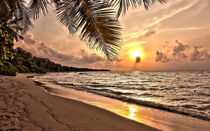 Tropical beach at sunset with palm trees