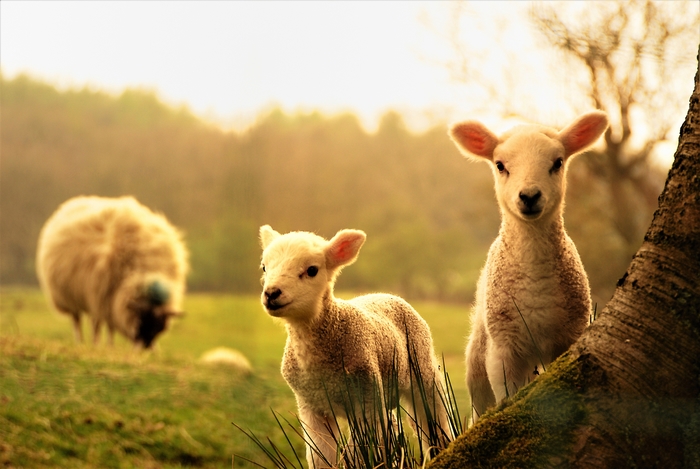 Two Cute Lambs Standing Near Tree in Pasture