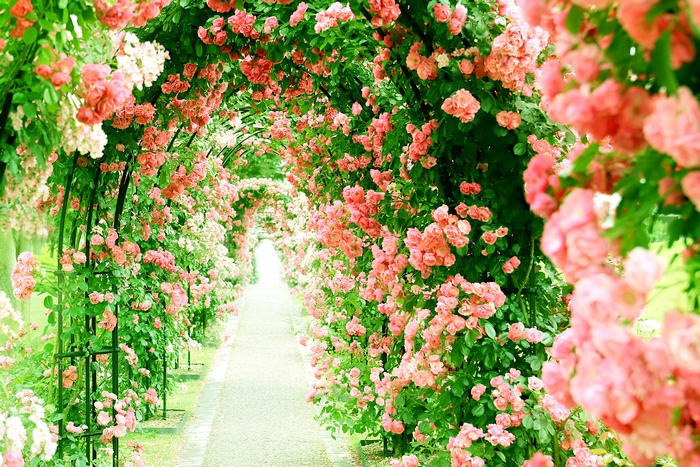 Pathway through Pink Rose Archway