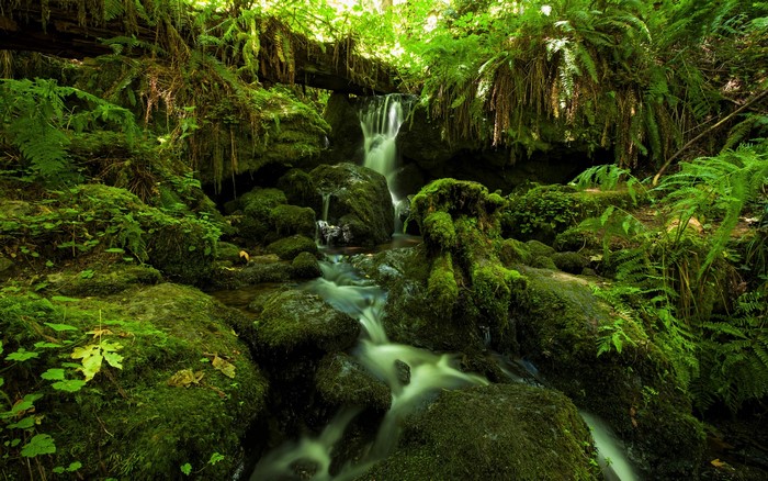 Mossy rocks and waterfall in a green forest