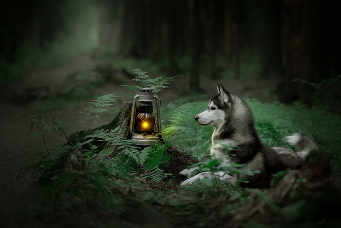 Husky dog and lantern in a forest