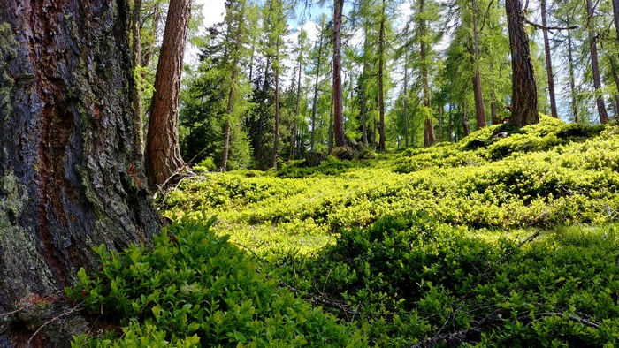 Forest floor with trees and green bushes