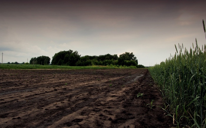 Tilled field and wheat field under cloudy sky