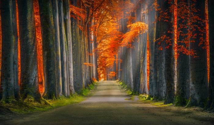 Autumn forest pathway with sunlight