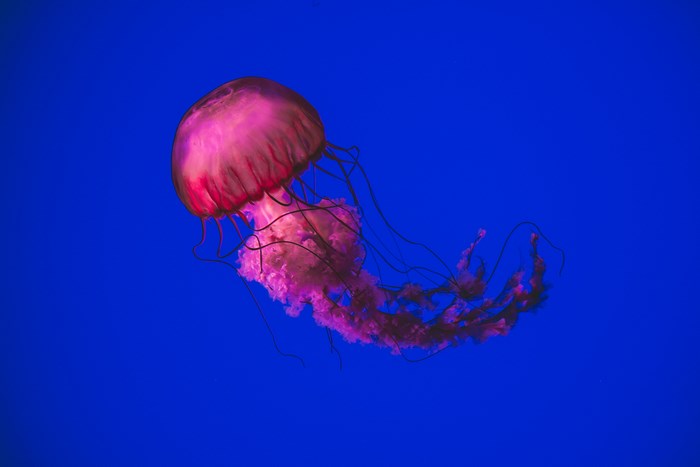 Pink jellyfish underwater on blue background