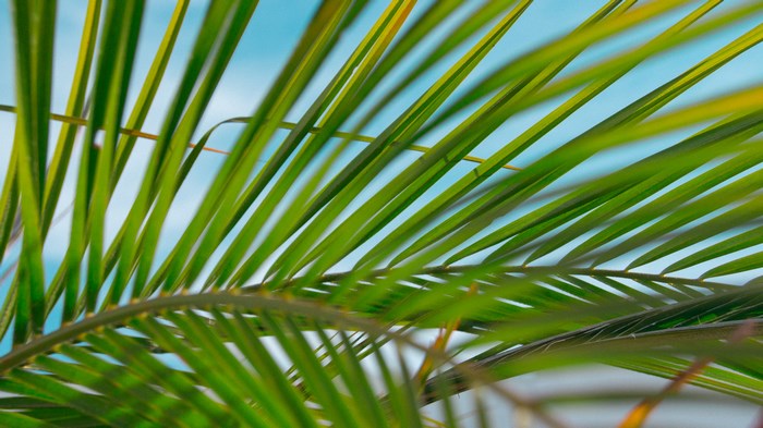 Close-up of green palm fronds against a blue sky
