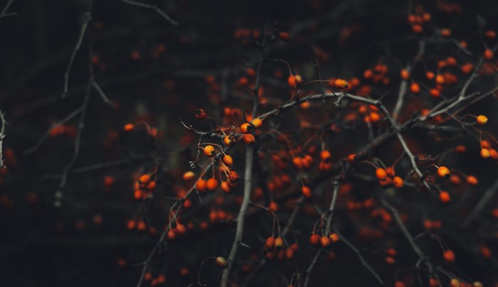 Orange berries on a dark tree branch