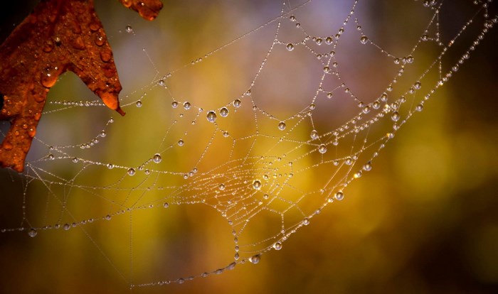 Spider web with dew drops and autumn leaf
