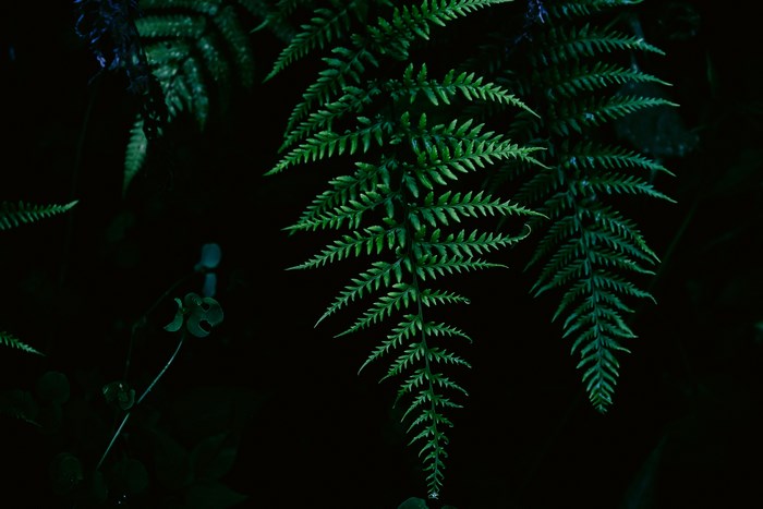 Green fern fronds in dark forest