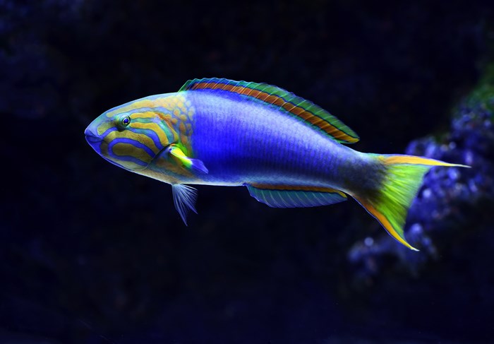 Vibrant blue and yellow wrasse fish swimming