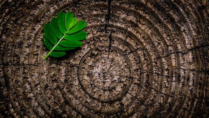Green leaf on a tree stump with rings