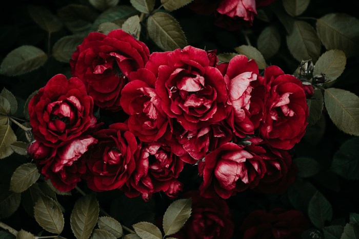 A cluster of deep red roses with dark green leaves