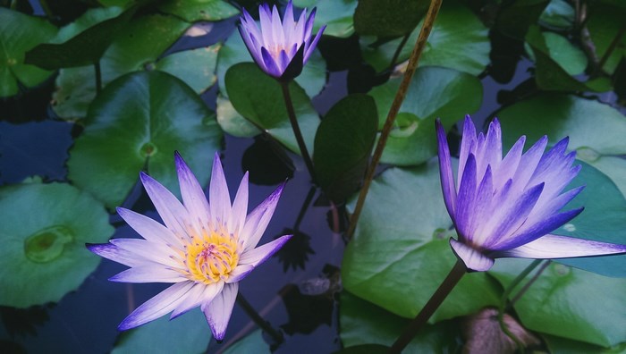 Purple Water Lilies Blooming on a Pond