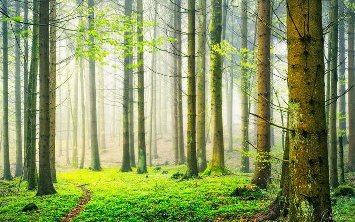 A path winds through a misty forest with green foliage.