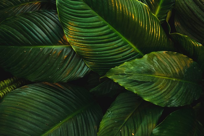 Close-up of large green leaves with prominent veins