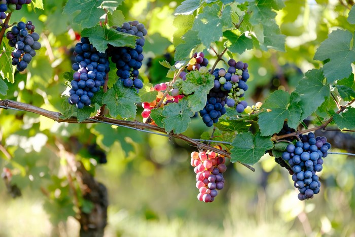 Ripe Grapes Hanging on Vine in Sunny Switzerland Vineyard