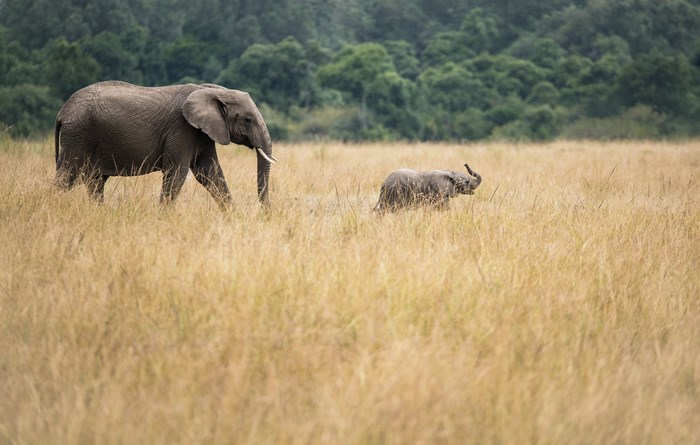 Elephant and Baby Walking Through Tall Grass