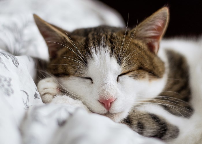 Close-up of a sleeping tabby and white cat