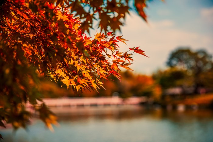 Autumn maple leaves by a lake