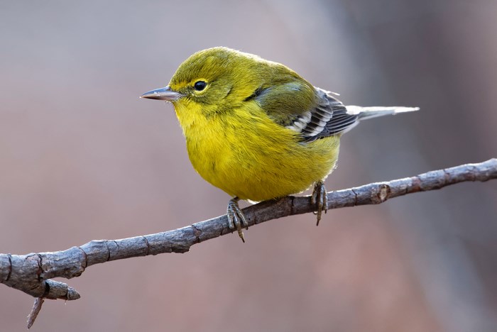 Pine Warbler perched on a branch