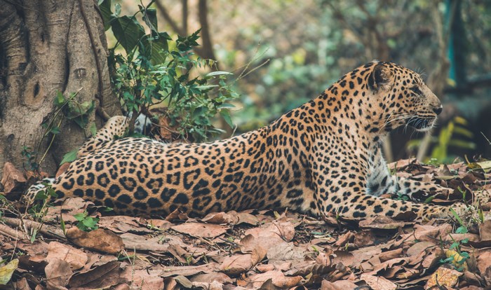 Leopard resting on a bed of fallen leaves near a tree