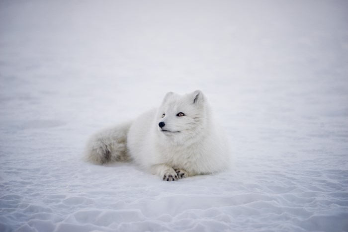 Icelandic Arctic Fox Lying on Snow in Winter